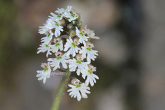 Cheirostylis flabellata